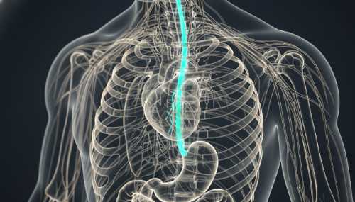 A photorealistic, high-end 3D medical visualization of the human nervous system against a sleek dark background. The vagus nerve is highlighted, gently glowing in a calming, bioluminescent blue and green light, illustrating the 'highway of calm' connecting the brainstem to the heart and stomach. Clean, modern aesthetic, macro photography style with shallow depth of field.