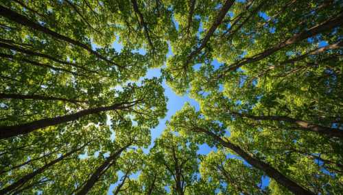 Stunning photorealistic macro shot looking straight up at natural fractals in a forest canopy. Complex, intertwining tree branches and vibrant green leaves contrasted against a clear, bright blue sky. High contrast, soothing colors, incredibly sharp details emphasizing the geometric patterns of nature that relax the brain.